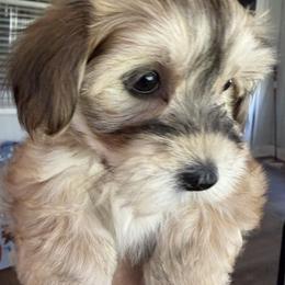 Winston - Gold brindle male Havanese puppy in Falkville, Alabama from Nanas Havanese