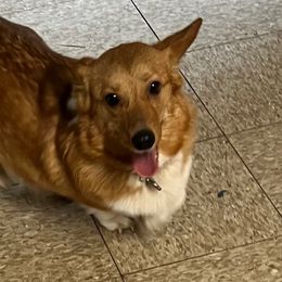 Raquel - Pembroke Welsh Corgi