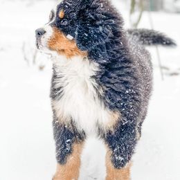 Bernese Mountain Dog Puppies from Garvin Shepherd Mountain Farms