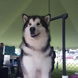 Alaskan Malamute All Grown Up from Illusion Kennel