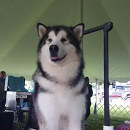 Alaskan Malamute All Grown Up from Illusion Kennel