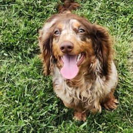 Dachshunds from Homegrown Hoosier Kennels