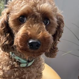 Goldendoodles and Poodles from Doodles & Poodles by Tiki