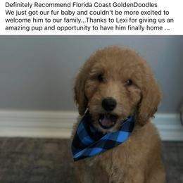 Goldendoodle and Poodle Puppies from Florida Coast Golden Doodles