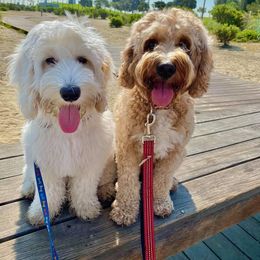Australian Labradoodle All Grown Up from Kindred Hollow Labradoodles