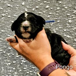 Pongo - Black and white male Bernedoodle puppy in Forest, Ohio from Mini Doodle Buddies