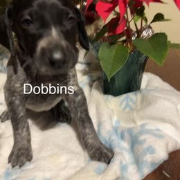 Dobbins - Black roan female German Shorthaired Pointer puppy in Jackson, Georgia from Tiner GSP’s LLC