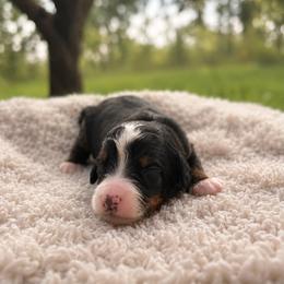 Aravis - Tri-color female Bernedoodle puppy in Travelers Rest, South Carolina from Bernedoodle.do