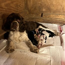 Cocker Spaniel puppies from Hirt House Saints
