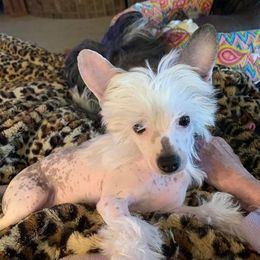 Chinese Crested All Grown Up from Wyldkhair Chinese Crested