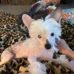 Chinese Crested All Grown Up from Wyldkhair Chinese Crested
