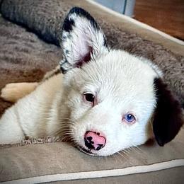 Skye - Blue merle and white female American Corgi puppy in Los Angeles, California from Cal Beach Corgis