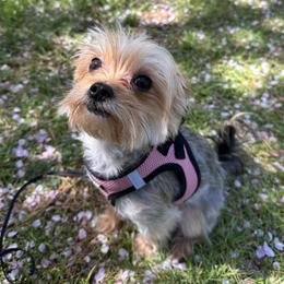 Luna - Morkie