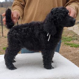 Oak (boy) - White Collar - Black male Poodle puppy in Tullahoma, Tennessee from Peaceful Valley Poodles