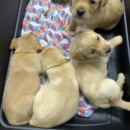 Labrador Retriever Puppies from Triple Ridge Labs