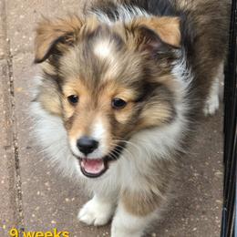 TINY Little Mordecai - Sable and white male Shetland Sheepdog puppy in Houston, Texas from LaLa's Lilliputian Lassies