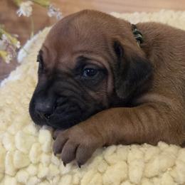 Safari - Rd whtn blk nose female Rhodesian Ridgeback puppy in Gaffney, South Carolina from Circle D Farms
