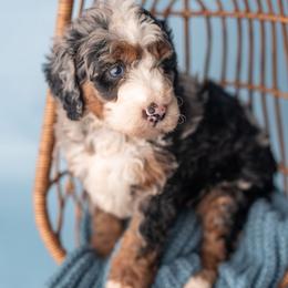 Calvin - Merle male Bernedoodle puppy in Lititz, Pennsylvania from Sleepy Hollow Acres