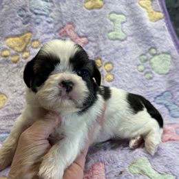Miss Peppercorn-AKC Champion Bloodline - Tricolor female Shih Tzu puppy in Long Beach, California from Prieto Shih-Tzu's