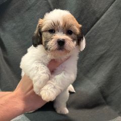Blake - Brown and white male Shichon puppy in Onawa, Iowa from Parico Puppies
