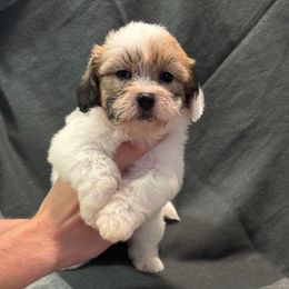 Blake - Brown and white male Shichon puppy in Onawa, Iowa from Parico Puppies