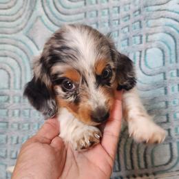 CJ - Dapple male Dachshund puppy in Goodman, Missouri from Jessica's Dashing Dachsunds and Chihuahuas
