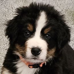 Bernese Mountain Dogs from Jill Stahl Tyler