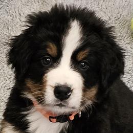 Bernese Mountain Dogs from Jill Stahl Tyler