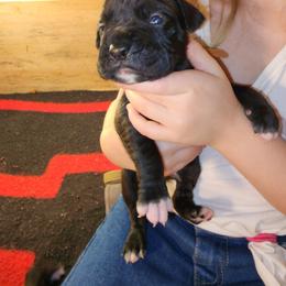 Boxer Puppies from Andrus Family Boxers