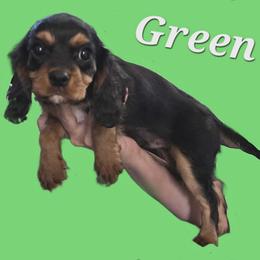 Green - Black and tan male Cavalier King Charles Spaniel puppy in Glendale, Arizona from Comforting Cavaliers