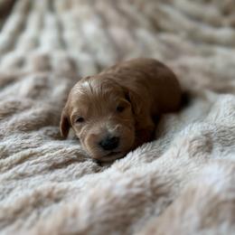 Smores - Apricot male Goldendoodle puppy in Jacksonville, Florida from Dandelion Doodles