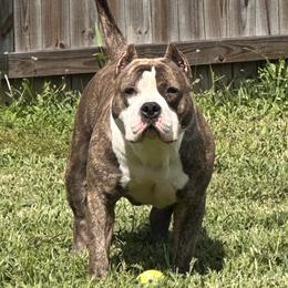 MOCHI - American Bully
