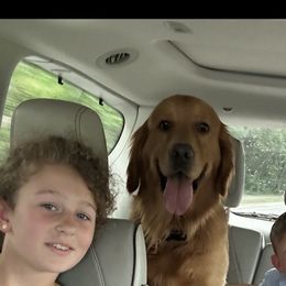 Teddy - Golden Retriever