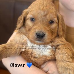 Clover - Apricot male Goldendoodle puppy in Lancaster, Minnesota from North Star Dog Training