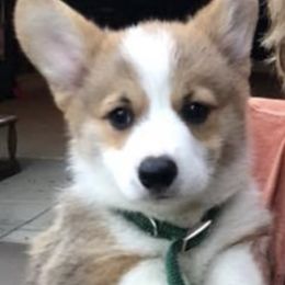 Pembroke Welsh Corgi Puppies from Coyote Creek Corgis