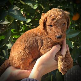 Gray Collar Male - Red  male Poodle puppy in Modesto, California from Dry Creek Poodles