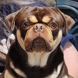 Turbo - Pug
