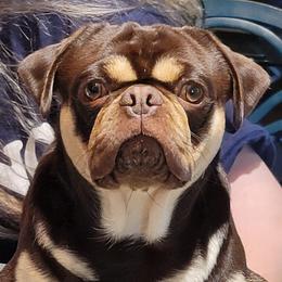 Turbo - Pug