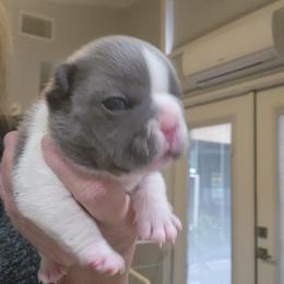 Kara - Blue female French Bulldog puppy in Fort Myers, Florida from Legends Frenchton's, French Bulldogs ,Boston Terriers, Reindeer chihuahuas & French Bullhuahua's
