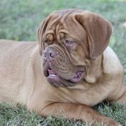 Heidi - Dogue de Bordeaux