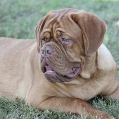 Heidi - Dogue de Bordeaux