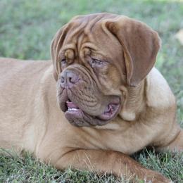 Heidi - Dogue de Bordeaux