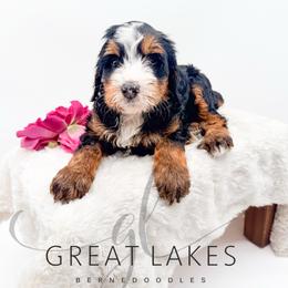 Dakota - Tri-color female Bernedoodle puppy in Baroda, Michigan from Great Lakes Bernedoodles
