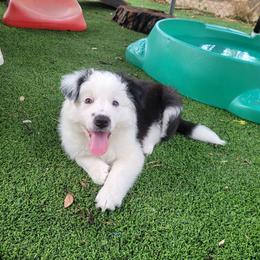 Swan - Black and white male Border Collie puppy in Morgan, Texas from Shooting Star Ranch