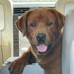 Legion - Labrador Retriever