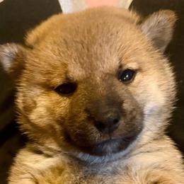 'Ember' - Red female Shiba Inu puppy in Clewiston, Florida from Animal Farm Shiba Inus & Mameshibas