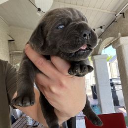 Leon - Gray male Cane Corso puppy in Las Vegas, Nevada from LV3M Cane Corso