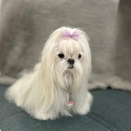Maltese All Grown Up from A Maltese 4U