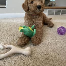 Goldendoodle Puppies from Hannah Mae Doodles