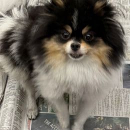 Fancy - Pomeranian